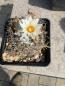 Preview: Turbinicarpus dickisoniae